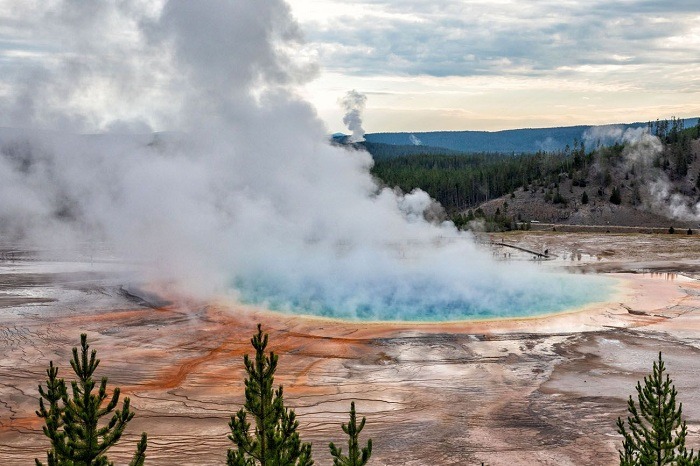 Cảnh suối nước nóng Grand Prismatic, Yellowstone, có hơi nước bốc lên, với rừng xanh xa xa.